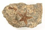 1.6" Ordovician Starfish (Petraster?) Fossil - Morocco - #195865-1